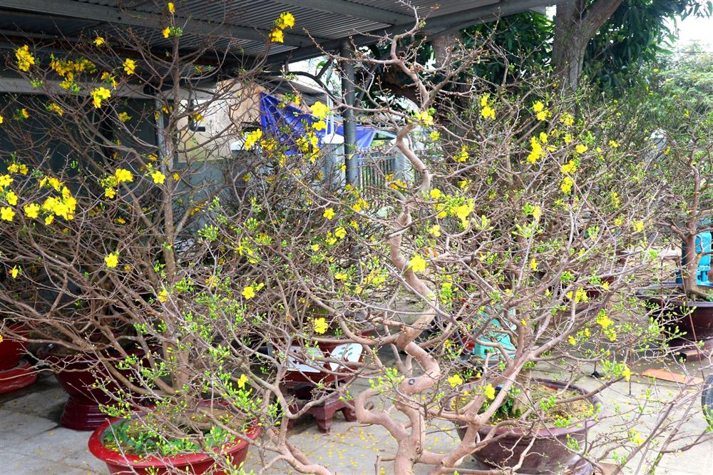 Ngắm vườn mai vô giá của lão nông dịp Tết-6