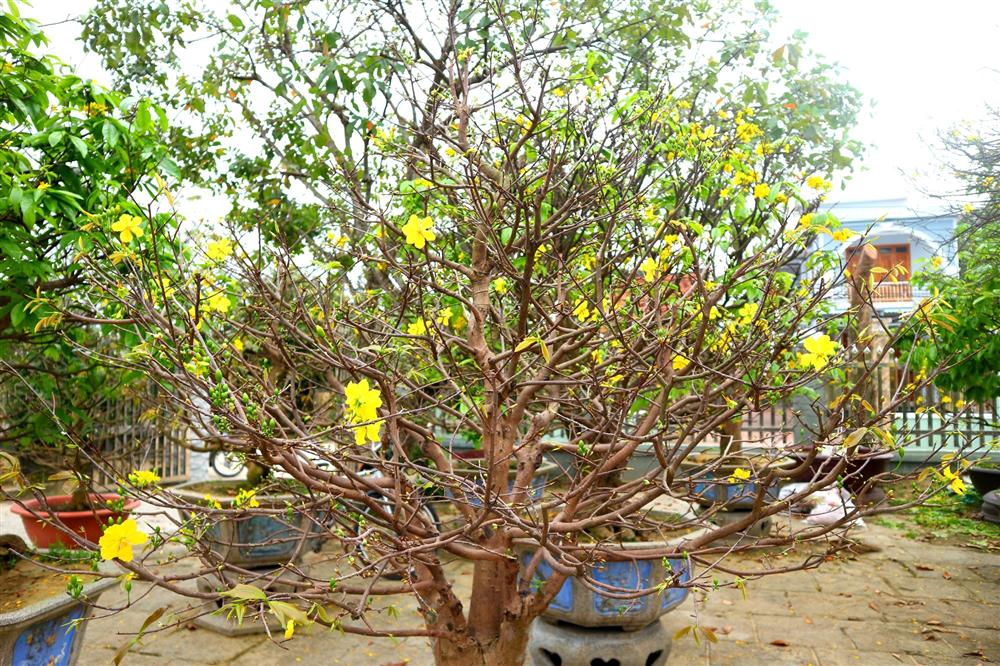 Ngắm vườn mai vô giá của lão nông dịp Tết-7