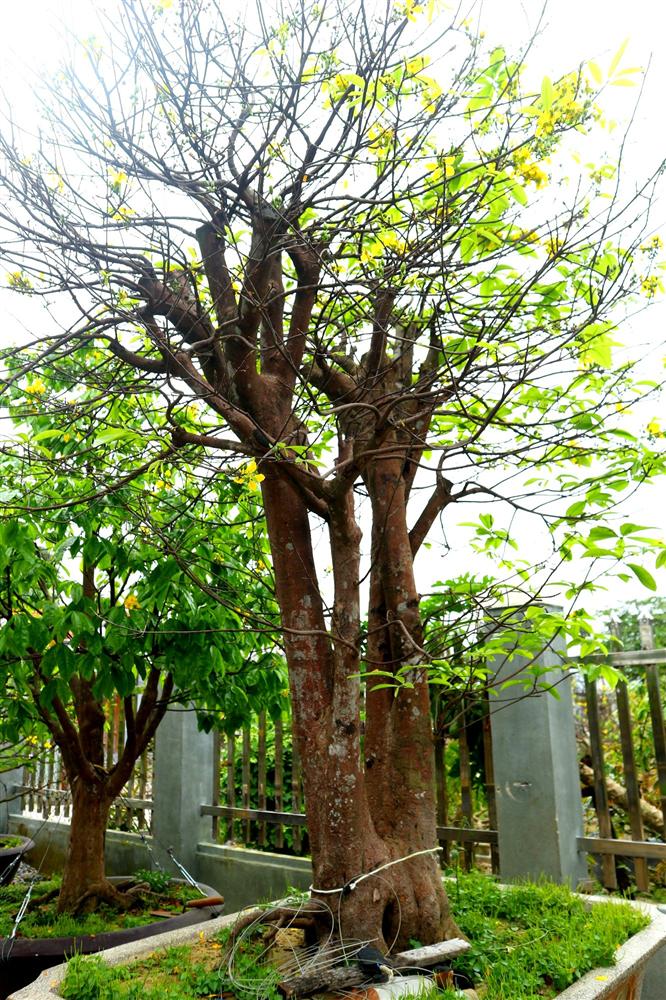 Ngắm vườn mai vô giá của lão nông dịp Tết-9