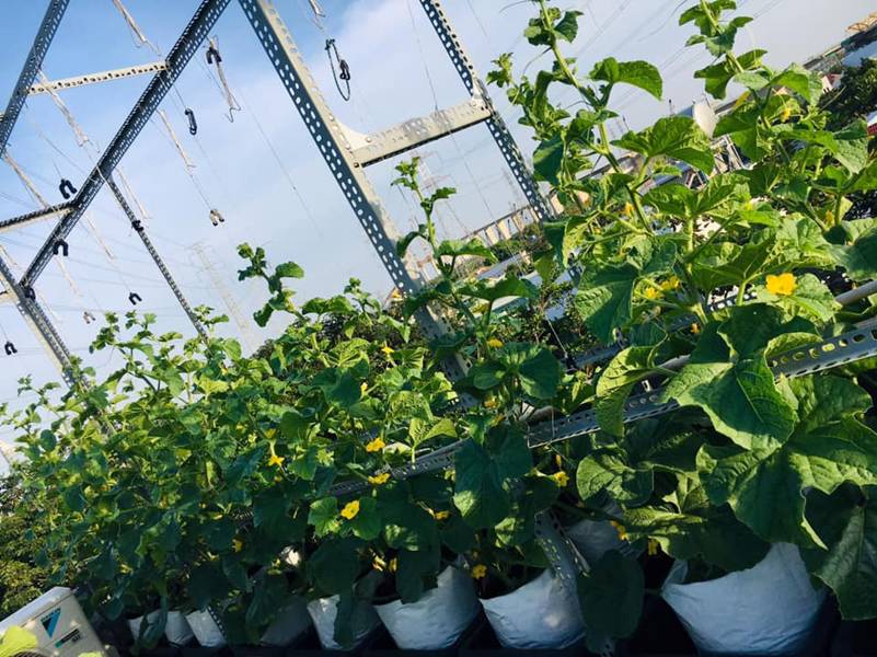 Đã mắt vườn dưa lưới trĩu trịt, căng tròn trên sân thượng của gia đình Sài Gòn-2