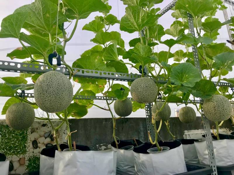 Đã mắt vườn dưa lưới trĩu trịt, căng tròn trên sân thượng của gia đình Sài Gòn-3