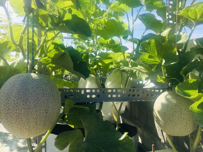 Đã mắt vườn dưa lưới trĩu trịt, căng tròn trên sân thượng của gia đình Sài Gòn-6