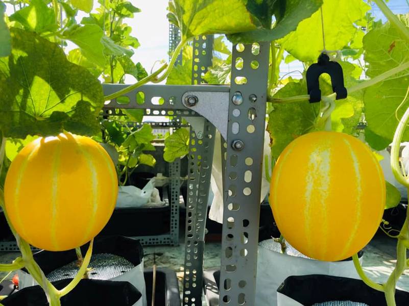 Đã mắt vườn dưa lưới trĩu trịt, căng tròn trên sân thượng của gia đình Sài Gòn-7