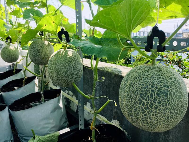 Đã mắt vườn dưa lưới trĩu trịt, căng tròn trên sân thượng của gia đình Sài Gòn-8