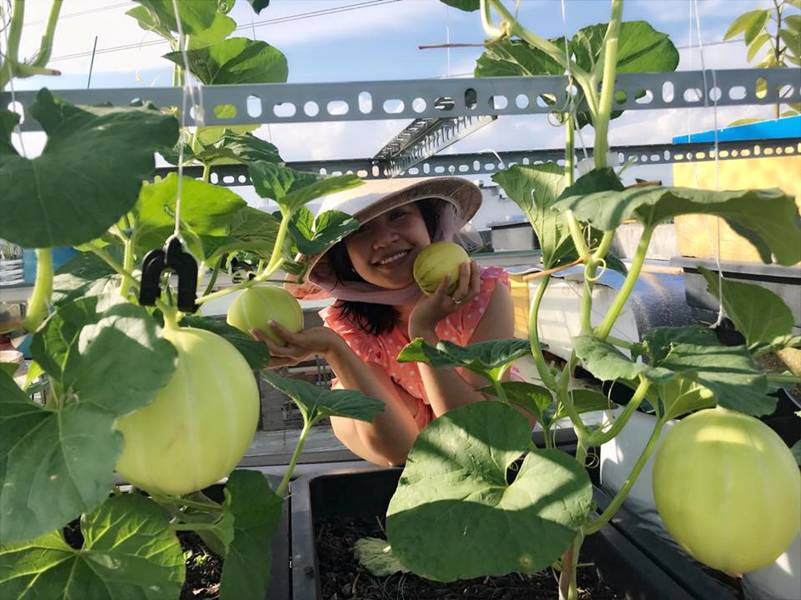 Đã mắt vườn dưa lưới trĩu trịt, căng tròn trên sân thượng của gia đình Sài Gòn-9