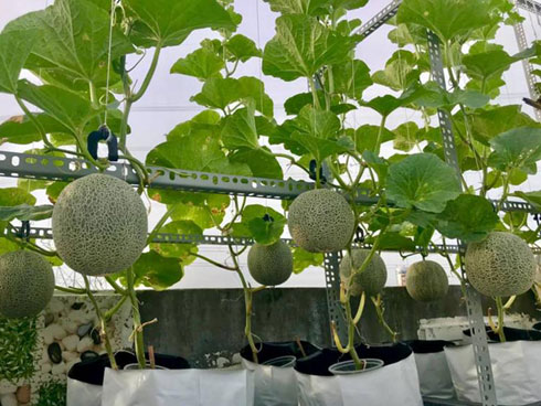 Lo thực phẩm bẩn, nhà giàu Hà Nội đua nhau thuê đất tự trồng rau ăn-4