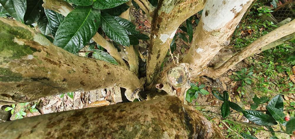 Về làng hoa Đồng Dụ ngắm cây hải đường cổ thụ hơn trăm tuổi-3