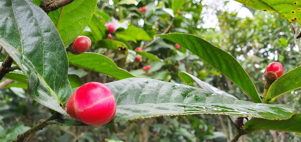 Về làng hoa Đồng Dụ ngắm cây hải đường cổ thụ hơn trăm tuổi-5