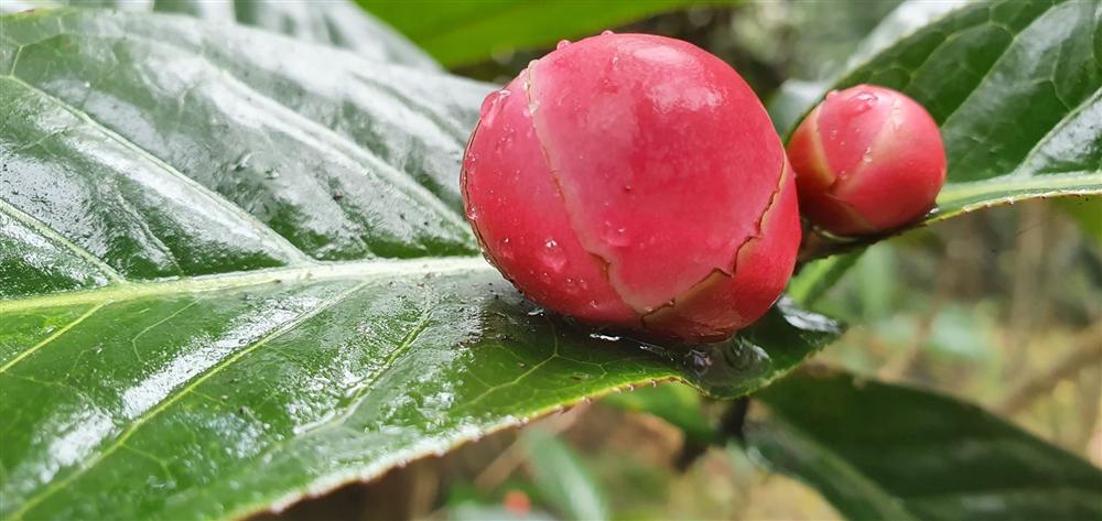 Về làng hoa Đồng Dụ ngắm cây hải đường cổ thụ hơn trăm tuổi-6