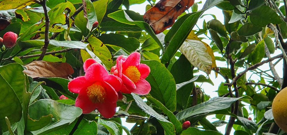 Về làng hoa Đồng Dụ ngắm cây hải đường cổ thụ hơn trăm tuổi-7