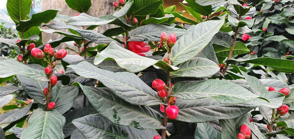 Về làng hoa Đồng Dụ ngắm cây hải đường cổ thụ hơn trăm tuổi-9