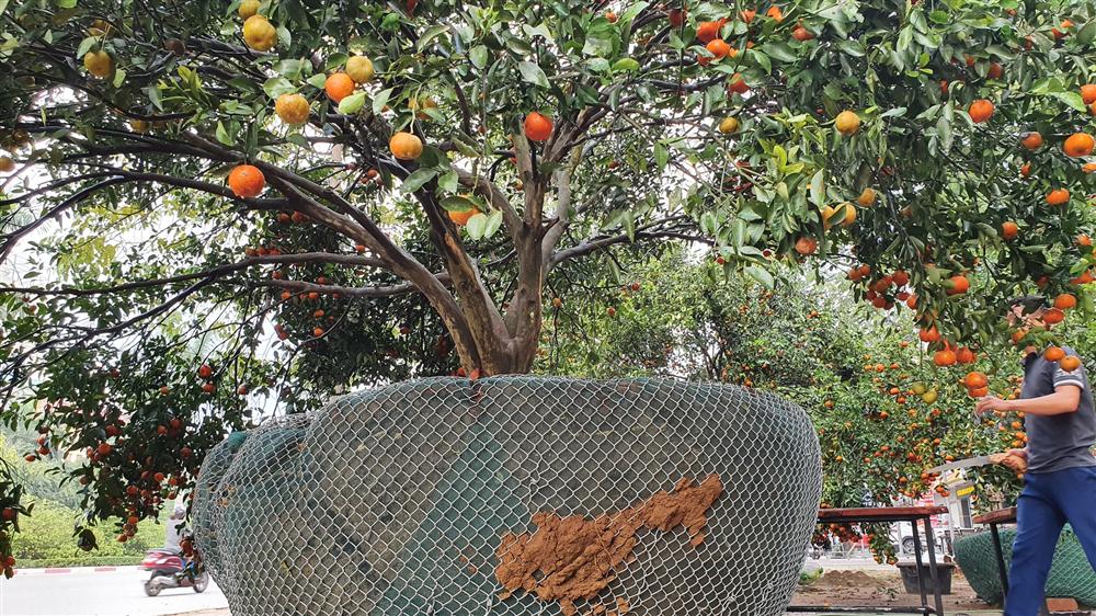 Chiêm ngưỡng cây quýt cổ thụ chưng Tết được đào từ rừng về có giá 100 triệu đồng-10