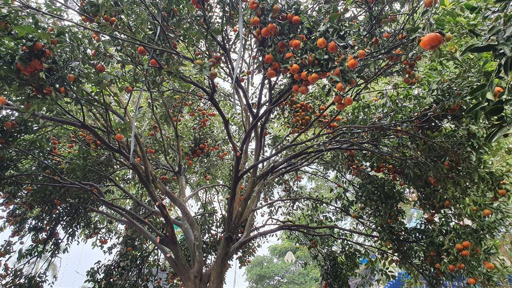 Chiêm ngưỡng cây quýt cổ thụ chưng Tết được đào từ rừng về có giá 100 triệu đồng-11