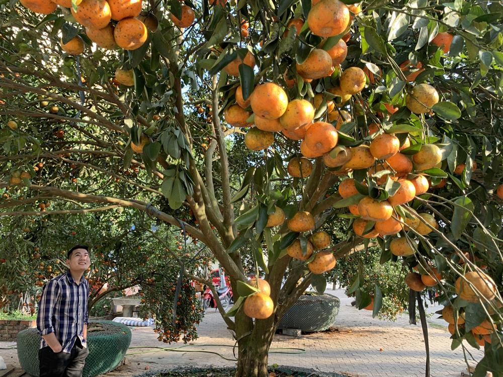 Chiêm ngưỡng cây quýt cổ thụ chưng Tết được đào từ rừng về có giá 100 triệu đồng-12