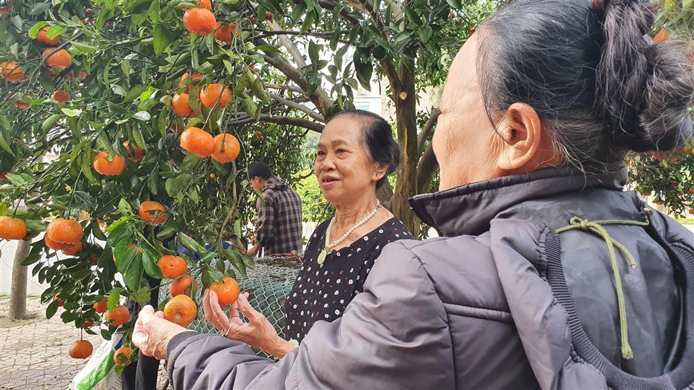Chiêm ngưỡng cây quýt cổ thụ chưng Tết được đào từ rừng về có giá 100 triệu đồng-13