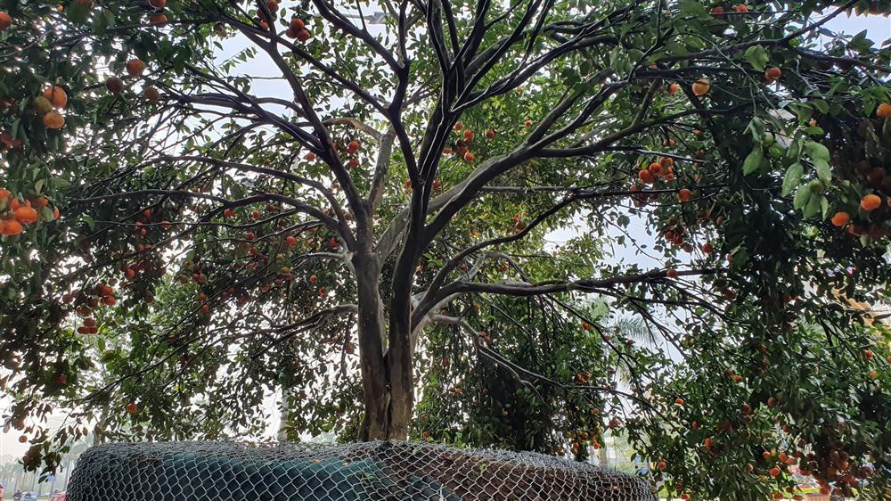 Chiêm ngưỡng cây quýt cổ thụ chưng Tết được đào từ rừng về có giá 100 triệu đồng-2