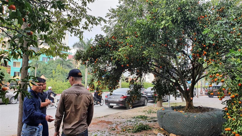 Chiêm ngưỡng cây quýt cổ thụ chưng Tết được đào từ rừng về có giá 100 triệu đồng-4