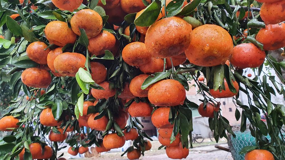 Chiêm ngưỡng cây quýt cổ thụ chưng Tết được đào từ rừng về có giá 100 triệu đồng-6