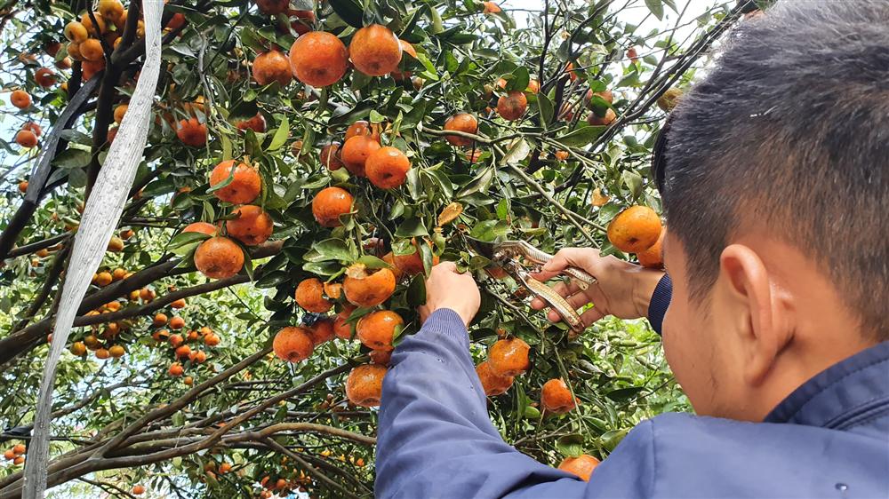 Chiêm ngưỡng cây quýt cổ thụ chưng Tết được đào từ rừng về có giá 100 triệu đồng-9