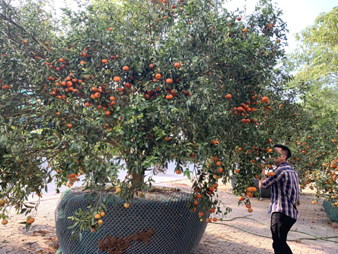 Cây bưởi cổ thụ thế bạt phong hồi đầu giá trăm triệu gây sốt ở Hưng Yên-12