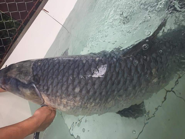 Đại gia Phú Thọ chi hơn chục triệu chỉ để mua một con cá khủng-1