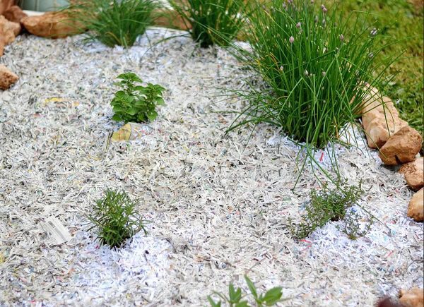 Mang giấy vụn rải khắp vườn, tác dụng bất ngờ ai cũng muốn học theo-2