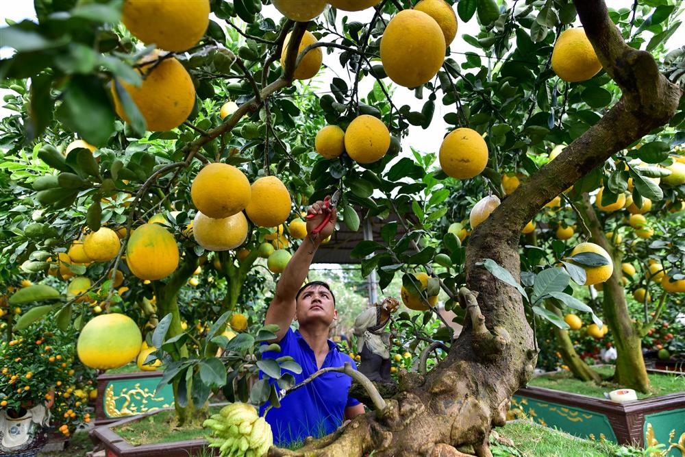 Cây bưởi cổ thụ thế bạt phong hồi đầu giá trăm triệu gây sốt ở Hưng Yên-1