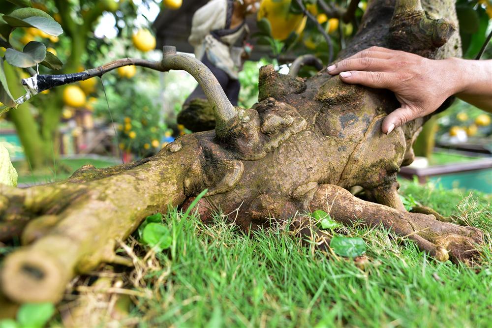 Cây bưởi cổ thụ thế bạt phong hồi đầu giá trăm triệu gây sốt ở Hưng Yên-3