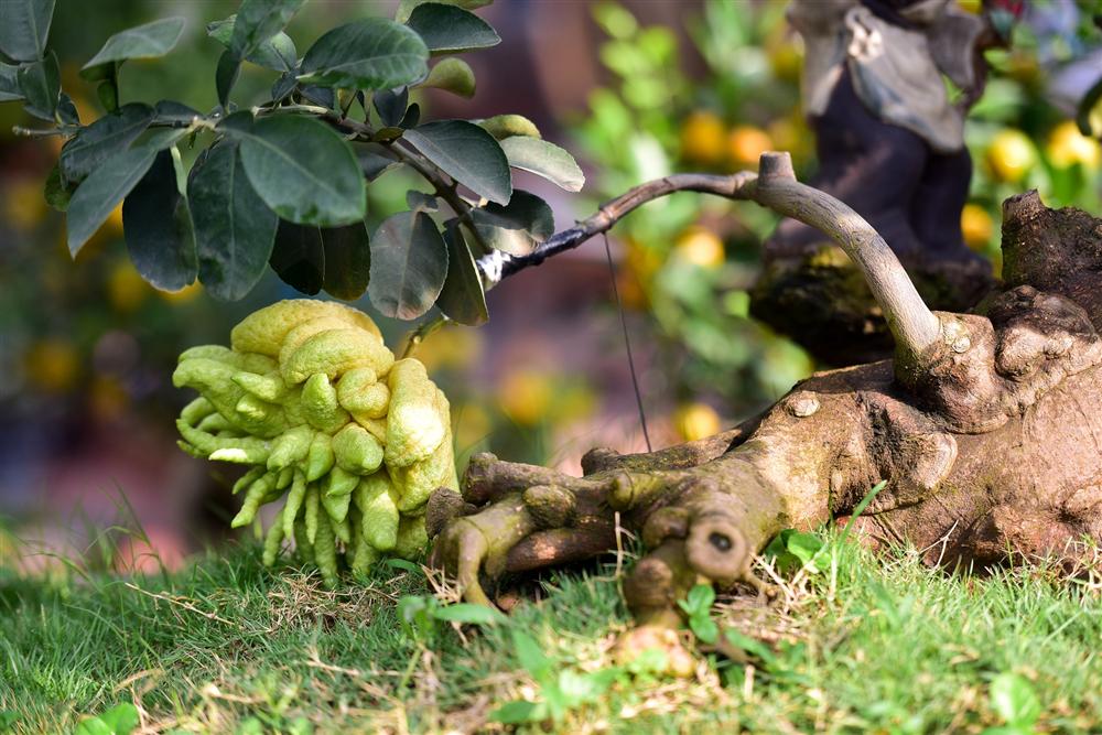 Cây bưởi cổ thụ thế bạt phong hồi đầu giá trăm triệu gây sốt ở Hưng Yên-4