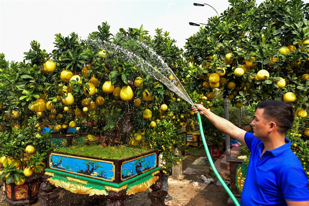 Cây bưởi cổ thụ thế bạt phong hồi đầu giá trăm triệu gây sốt ở Hưng Yên-9