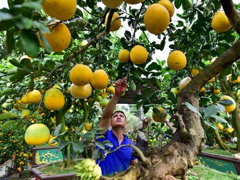 Vườn cây ghép 10 loại quả tiền tỷ, độc nhất vô nhị chỉ phục vụ chơi Tết-16