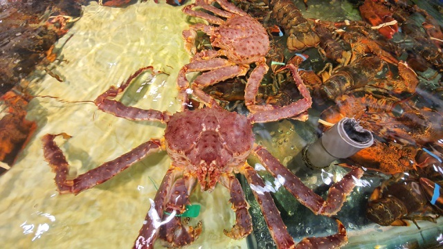 Ít đi nhậu, chồng tiết kiệm tiền mua hải sản nhập khẩu tẩm bổ cho vợ con-1