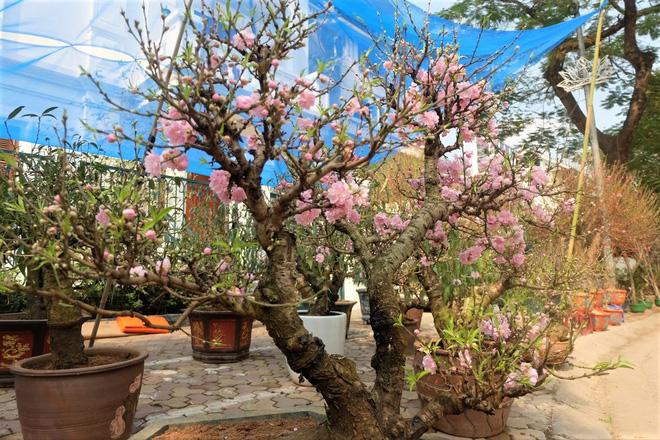 Dân buôn nhấp nhổm sợ mất Tết vì đào cảnh nở gần hết hoa, dài cổ chờ khách-1