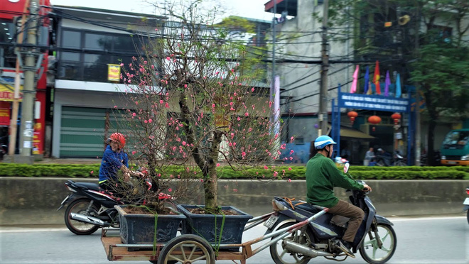 Dân buôn nhấp nhổm sợ mất Tết vì đào cảnh nở gần hết hoa, dài cổ chờ khách-11