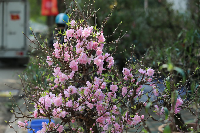 Dân buôn nhấp nhổm sợ mất Tết vì đào cảnh nở gần hết hoa, dài cổ chờ khách-2