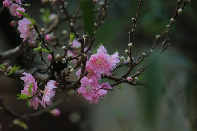 Dân buôn nhấp nhổm sợ mất Tết vì đào cảnh nở gần hết hoa, dài cổ chờ khách-4