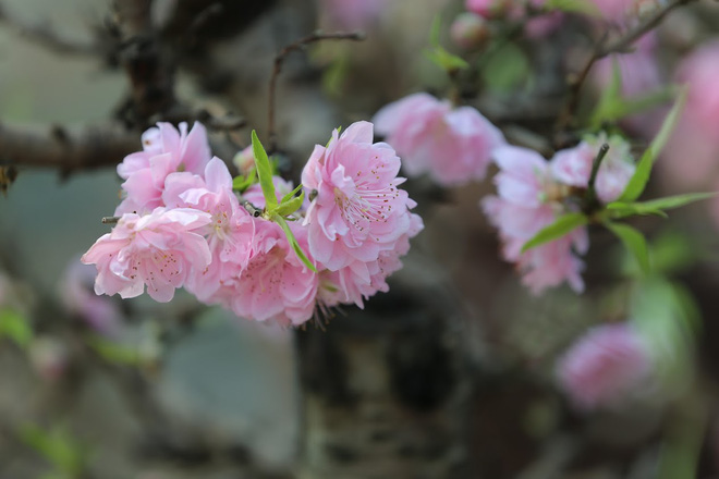 Dân buôn nhấp nhổm sợ mất Tết vì đào cảnh nở gần hết hoa, dài cổ chờ khách-5