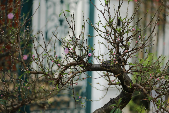 Dân buôn nhấp nhổm sợ mất Tết vì đào cảnh nở gần hết hoa, dài cổ chờ khách-6