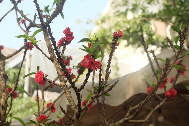 Dân buôn nhấp nhổm sợ mất Tết vì đào cảnh nở gần hết hoa, dài cổ chờ khách-7