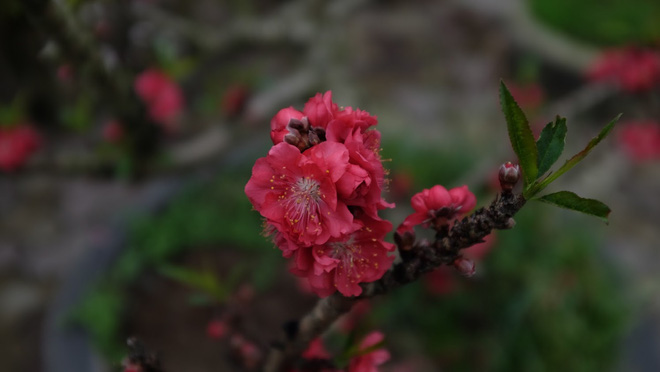 Dân buôn nhấp nhổm sợ mất Tết vì đào cảnh nở gần hết hoa, dài cổ chờ khách-8