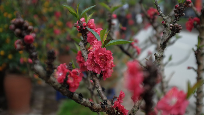 Dân buôn nhấp nhổm sợ mất Tết vì đào cảnh nở gần hết hoa, dài cổ chờ khách-9