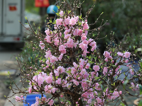 Vườn đào ngập sắc hồng, nông dân thấp thỏm lo mất Tết-12