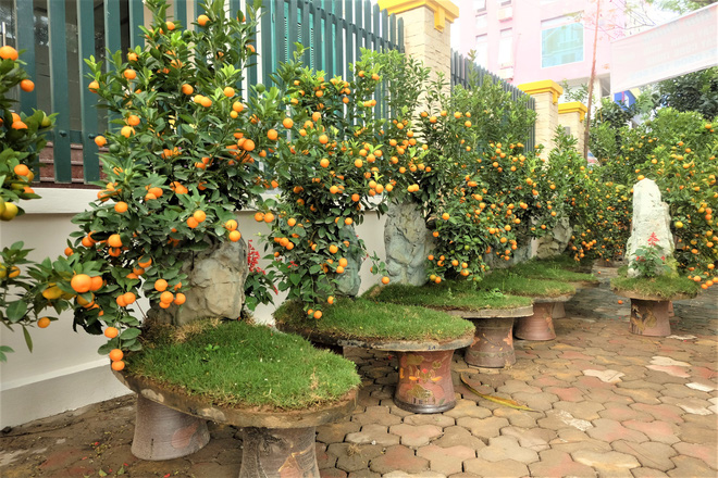 Quất cảnh bám đá phong thủy 4 triệu đồng/bình vẫn đắt hàng sát Tết-1