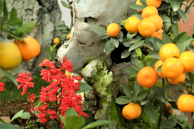 Quất cảnh bám đá phong thủy 4 triệu đồng/bình vẫn đắt hàng sát Tết-3