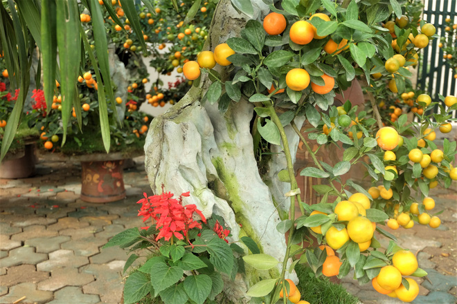 Quất cảnh bám đá phong thủy 4 triệu đồng/bình vẫn đắt hàng sát Tết-4