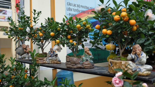 Quất cảnh bám đá phong thủy 4 triệu đồng/bình vẫn đắt hàng sát Tết-10