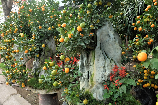 Quất cảnh bám đá phong thủy 4 triệu đồng/bình vẫn đắt hàng sát Tết-5