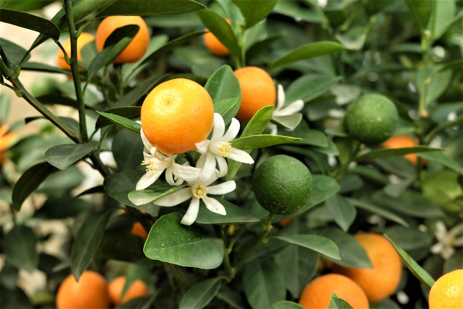 Quất cảnh bám đá phong thủy 4 triệu đồng/bình vẫn đắt hàng sát Tết-6