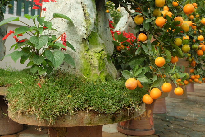 Quất cảnh bám đá phong thủy 4 triệu đồng/bình vẫn đắt hàng sát Tết-7