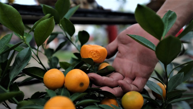 Quất cảnh bám đá phong thủy 4 triệu đồng/bình vẫn đắt hàng sát Tết-8